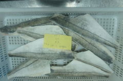 Atlantic Haddock Fillet