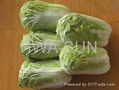 chinese cabbage 1