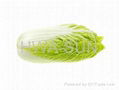 chinese cabbage 2