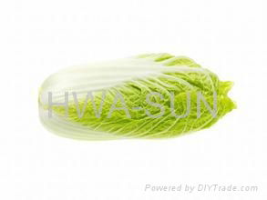 chinese cabbage 2