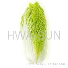 chinese cabbage 3