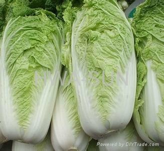 chinese cabbage 4