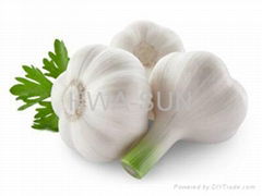 garlic