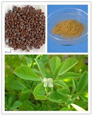 Fenugreek Seed Extract, Furostanol saponins 50%