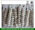 Best seller Pure White Fresh Garlic 2013 Crop