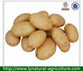 2013 New Crop Potato of High Quality