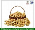 China Natrural Dried Peanust In Shell 1