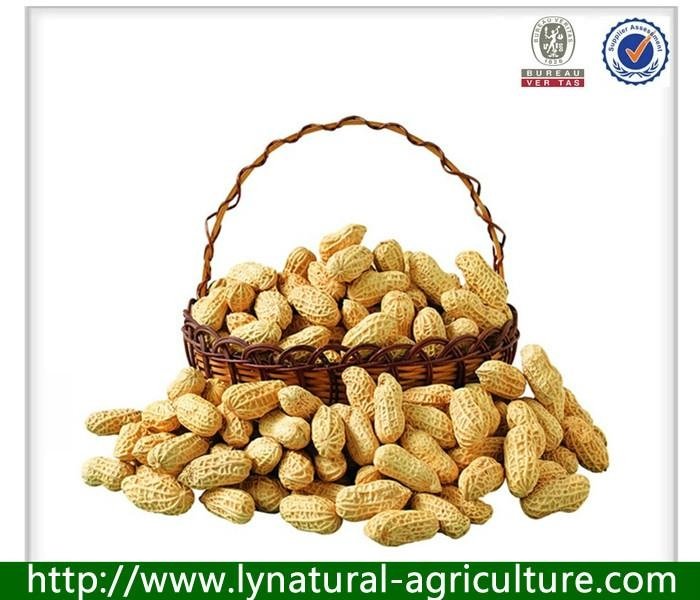 China Natrural Dried Peanust In Shell