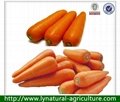 China High Quality Fresh Carrot
