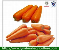 China High Quality Fresh Carrot