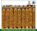 2013 New Harvest Yellow Corn 1