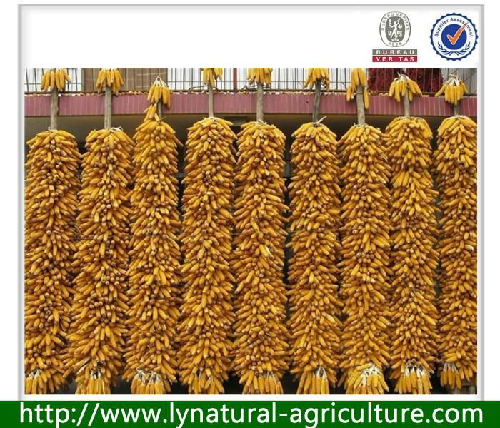 2013 New Harvest Yellow Corn