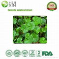 Centella asiatica Extract