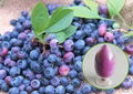 organic blueberry fruit powder