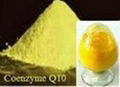 Anti-aging ingredients coenzyme Q 10