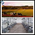 livestock equipment herringbone milking parlor for goat cow