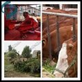 livestock machinery chaff cutter for cutting grass 2