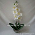 Phalaenopsis Orchid on Angle Glass Vase 1