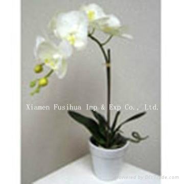 Phalaenopsis Orchid on Angle Glass Vase 2