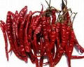 Dry Red Chillies