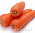 fresh carrot