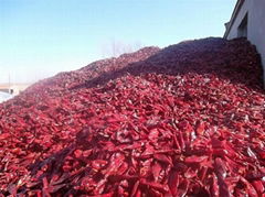 Hebei Link Chili Co.,Ltd