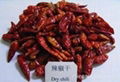 Chinese chilli pods