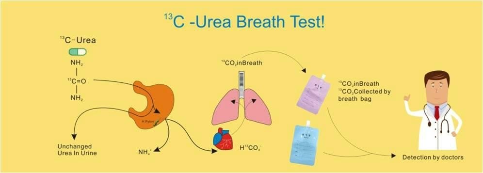 13c дыхательный тест