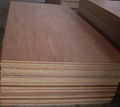 Red Cedar Plywood 3