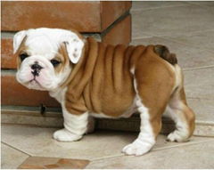 bulldog puppies