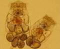 rotifer