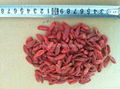 Dried Goji berry from Ningxia