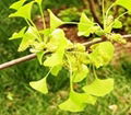  Gingko Biloba P.E.