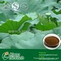 Lotus Leaf Extract Nuciferine