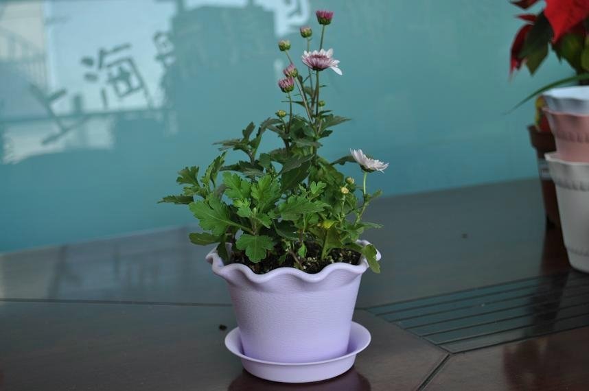 Lotus Decorative flowerpot,indoor planter 2
