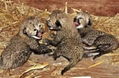 Home Raised Baby Cheetah Cubs Now Available.