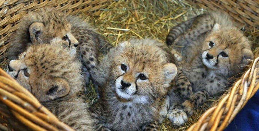 Home Raised Baby Cheetah Cubs Now Available. 2