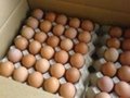 Quality Chicken Eggs 1