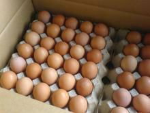 Quality Chicken Eggs