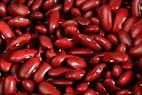 Export Broad White Kidney Dry Beans For Sale 2013 Crop