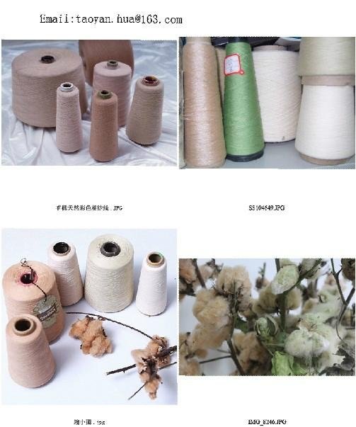 organic natural color cotton yarn  2