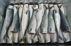 Frozen Pacific Mackerel HGT