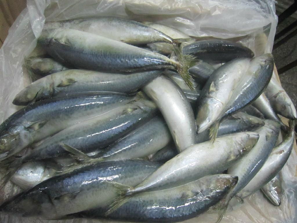 Frozen Pacific Mackerel HGT 4