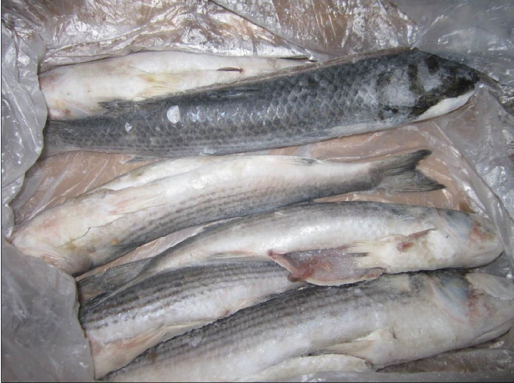 frozen grey mullet fillets without scale 3