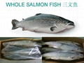 new frozen fresh chum salmon fillet