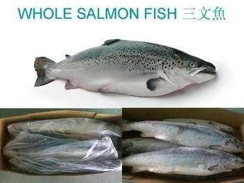 new frozen fresh chum salmon fillet