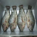 fresh gutted black tilapia fillet 2