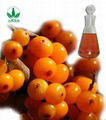  Seabuckthorn seed Oil