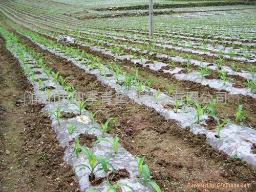 Agricultural White Mulching Film 4