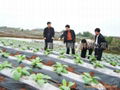  Agricultural Black and White Mulching Film 2